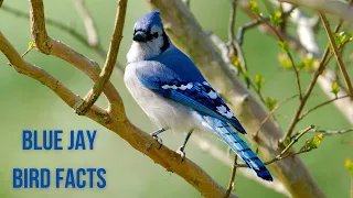 17 Fascinating Facts About Blue Jay Birds