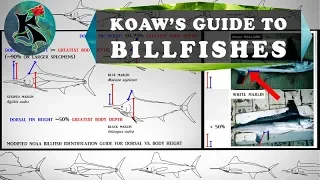 Identifying Billfishes (Marlins, Spearfishes, etc.) w/o Using Coloration | Koaw Nature