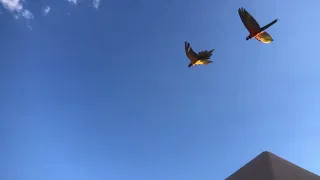 Macaw hawk chase