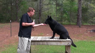 So you want a Protection Dog...German Shepherd Man explains