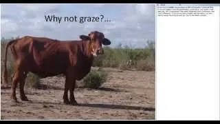 Wildlife for Lunch - Cattle Grazing and Wildlife - August 2014