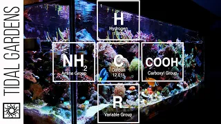 Coral Nutrition: Dosing Amino Acids in the Reef Aquarium