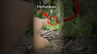 Penampakan Hantu di Kebun Sawit Kalimantan #shorts