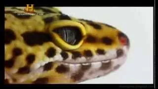 Evolução do Olho - Documentário (2008)