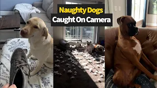 Top 20 Moments Dogs Were Caught Being Naughty