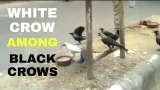 White crow spotted among black crows on the roads of Delhi