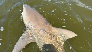 O TERROR DOS MARES TUBARÃO