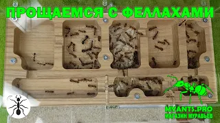 The latest video about the Camponotus fellah colony