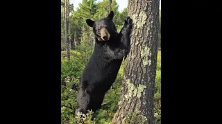 Safari Mack Explores North American American Black Bear Part 1