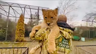 Львенок ШерХан назад с прогулки уже едет на плечах Олега Зубкова!