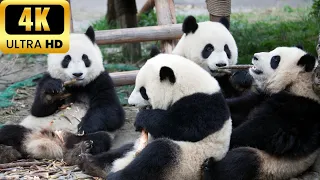 🐼Captivating Pandas: Exploring the World of China's Adorable Giants!🐼