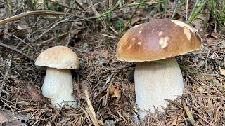 Нарешті Перші Осінні БІЛІ ГРИБИ! Нова хвиля грибів ПОЧИНАЄТЬСЯ в Карпатах!(5.09.2023)