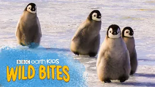 Penguins Go MONTHS Without Feeding! | Wild Bites | BBC Earth Kids