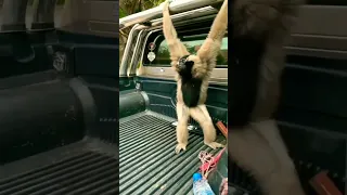 Funny Orangutan Voice 🤣🤣😁😁         #shorts #trending #viral #funny #funnyvideo #fun #whatsappstatus