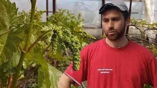 Виноград в теплице 2019 Третий год винограднику