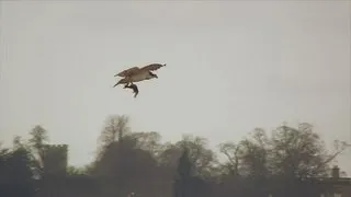 Rutland Ospreys: The Ospreys Return to Manton Bay