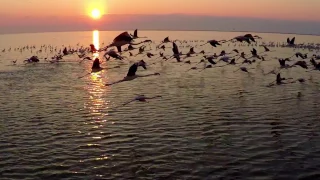 Тысячи фламинго взлетают над Каспийским морем