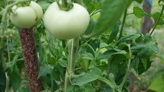 Tomatoes - hoeing for large and tasty fruits