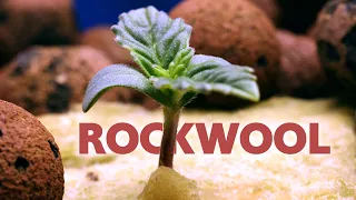 Starting Hydro, How to Germinate and Start Cannabis & Weed Seeds with Rockwool Cubes