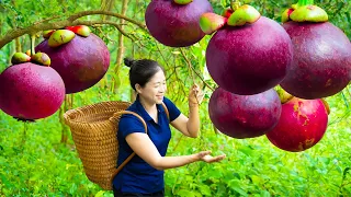 How To Harvest Mangosteen & Goes To Market Sell | Harvesting And Cooking | Lý Song Ca