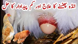 Egg Bound Chicken Treatment | How to Fix an Egg Bound Hen | Egg Binding Symptoms | Dr. ARSHAD