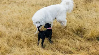 Train Your Great Pyrenees for Protection Work