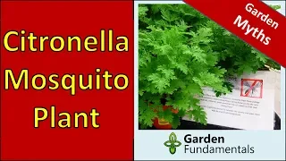 Does the Citronella (mosquito) Plant Repel Mosquitoes?