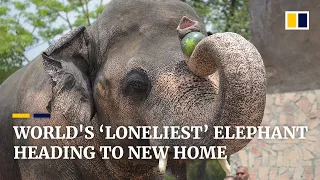 World’s ‘loneliest’ elephant heading to new home after outcry over his isolation in Pakistan zoo