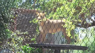 Welcome Lioness MisAllen 5 years old　ライオン　ミスアレンちゃん　5歳　サファリから移動で来ました！　San Diego Zoo