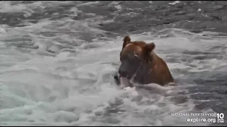 Slow-mo fish jumps over 503 & he catches one Brooks Falls cam Explore.org 7-16-2022