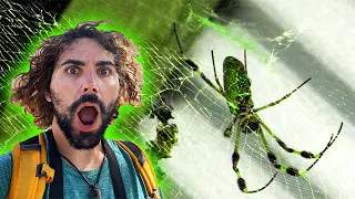 Hunting Spiders in a Graveyard | Big Bugs!