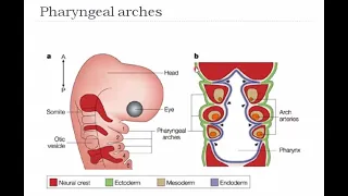 Development of Head and Neck | Pharyngeal Arches | Pharyngeal Pouch and Clefts | Embryology Lecture