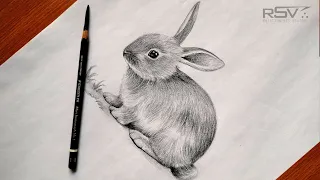 How to draw a rabbit ( bunny ) | pencil drawing | step by step | black and white