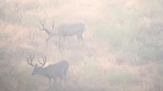 California Public Land Mule Deer Hunt