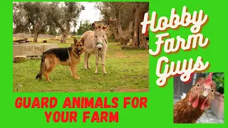 Livestock Guardian Animals To Protect Your Farm