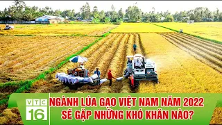 Ngành lúa gạo Việt Nam năm 2022 sẽ gặp những khó khăn nào? |VTC16