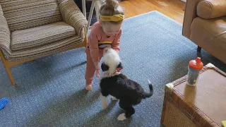 My kids met our Sheepadoodle for the first time yesterday.