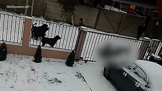 Femeie atacată de patru câini Rottweiler