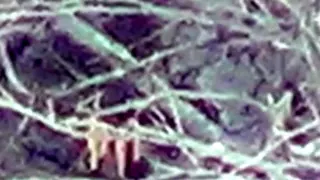 Bigfoot Caught Inside Tree Structure! 2013!