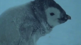 Poor Abandoned Baby Penguin Searches for New Mother | Life in the Freezer | BBC Earth