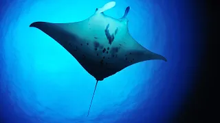 MAGNIFICENT! GIANT MANTA RAY - PAPUA NEW GUINEA in 4K