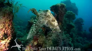 Cuttlefish Mating - The Queen of Camouflage - Cephalopods - Annie Crawley