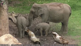 Elephant Behaviour From Close Part 1.