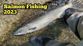 Lake Ontario Tributary Salmon Fishing #fishing #salmonfishing #catchandrelease