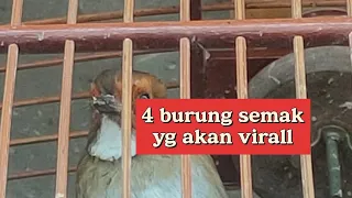 4 jenis burung semak dan burung masteran yg akan viralll !!!