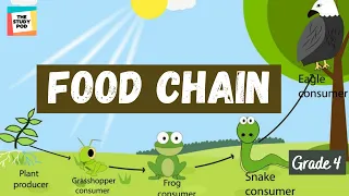 FOOD CHAIN | SCIENCE | GRADE 4 | The Study Pod