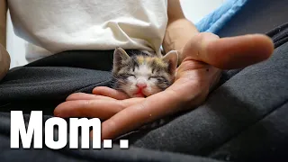 FINALLY, THE RESCUED KITTEN RECOGNIZED ME AS A MOTHER