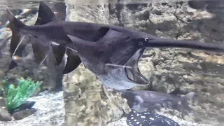 Visit to Dubai Aquarium | Amazing Fishes | Fish On Wheels #dubaimall #dubaiaquarium