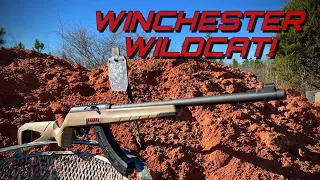 Winchester Wildcat! An Awesome Budget .22 Rifle!