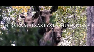 Hirvenmetsästystä Muoniossa / Moose hunting in Lapland